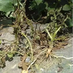 馬鈴薯20種病害高清圖譜及綜合防治方案 三氯異氰尿酸的應用